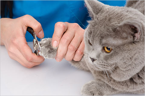 Walk-in nail trimming for cats