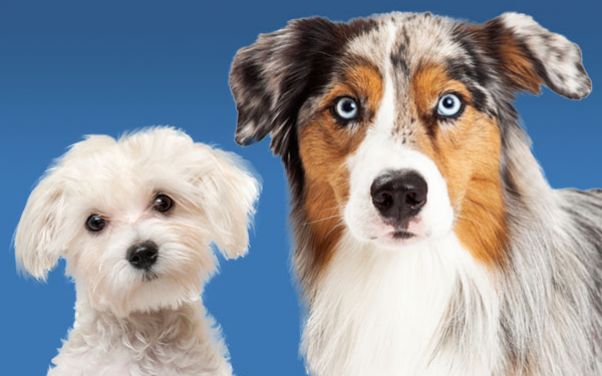 Dog Grooming in Battle Creek