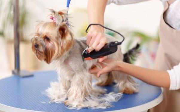 Dog Grooming in Battle Creek