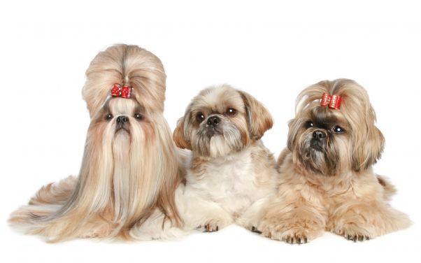 Dog Grooming in Battle Creek