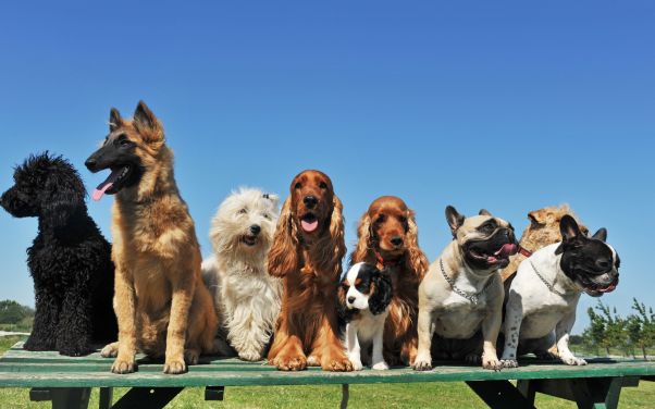 Doggy Daycare in Battle Creek