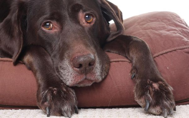 Doggy Daycare in Battle Creek