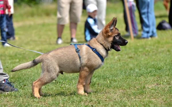 Doggy Daycare in Battle Creek