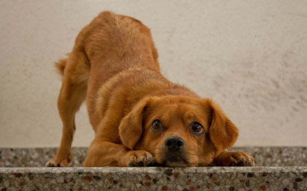 Doggy Daycare in Battle Creek