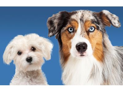 Dog Grooming in Battle Creek