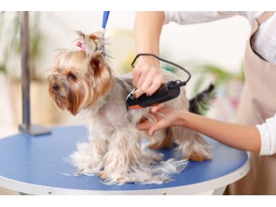 Dog Grooming in Battle Creek