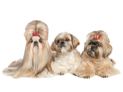 Dog Grooming in Battle Creek