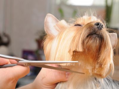 Dog Grooming in Battle Creek