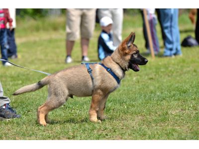 Doggy Daycare in Battle Creek