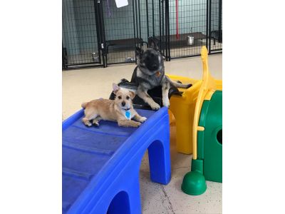 Doggy Daycare