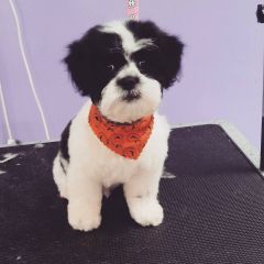 Speciality dog cuts