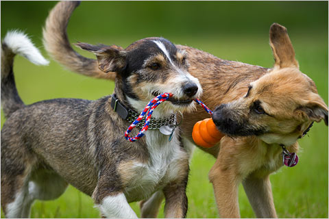 Doggy Daycare