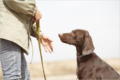 Obedience Training