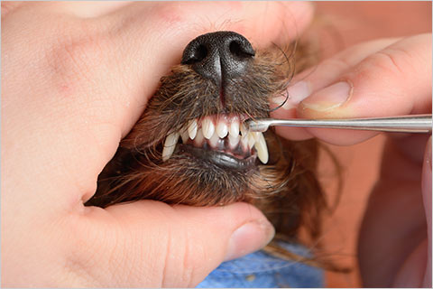 Teeth brushing